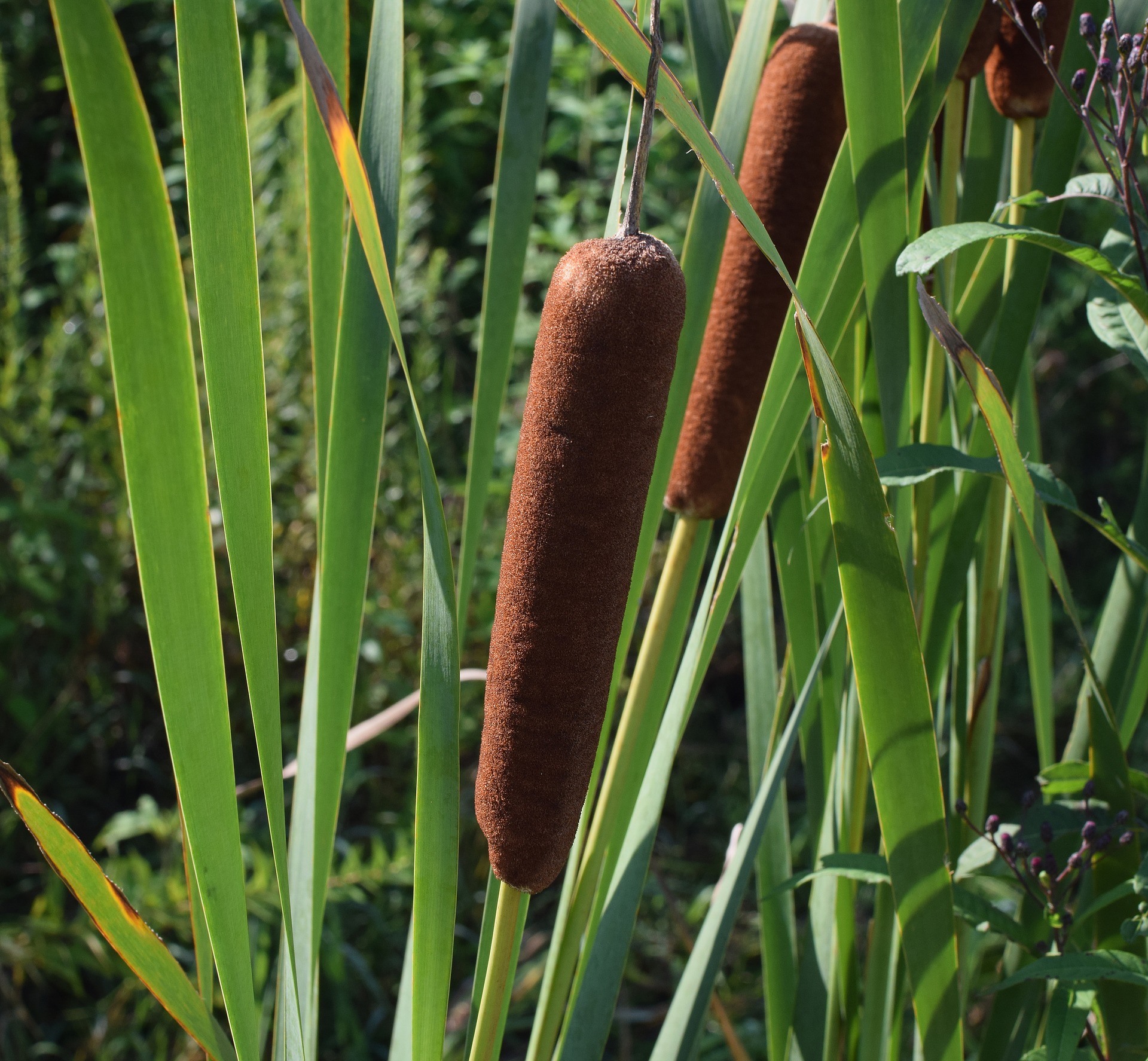 cattails