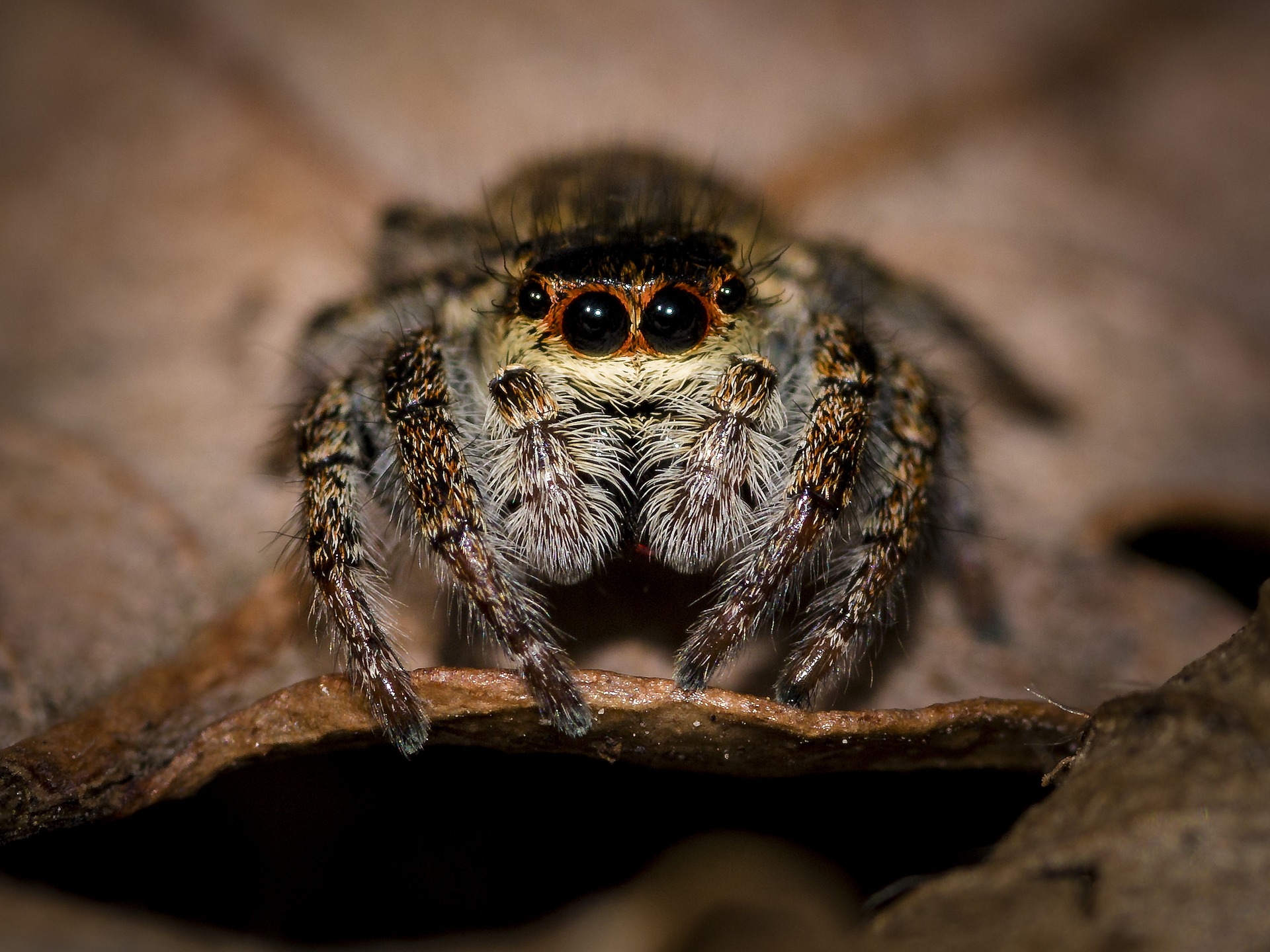 jumping spider