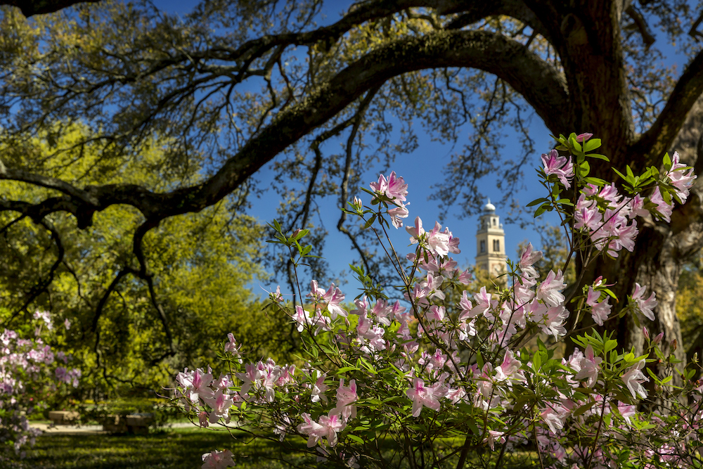 azaleas