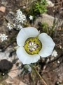 Mariposa Lily