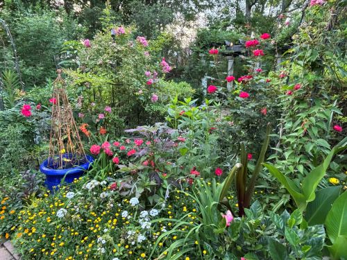 blooming plants in garden