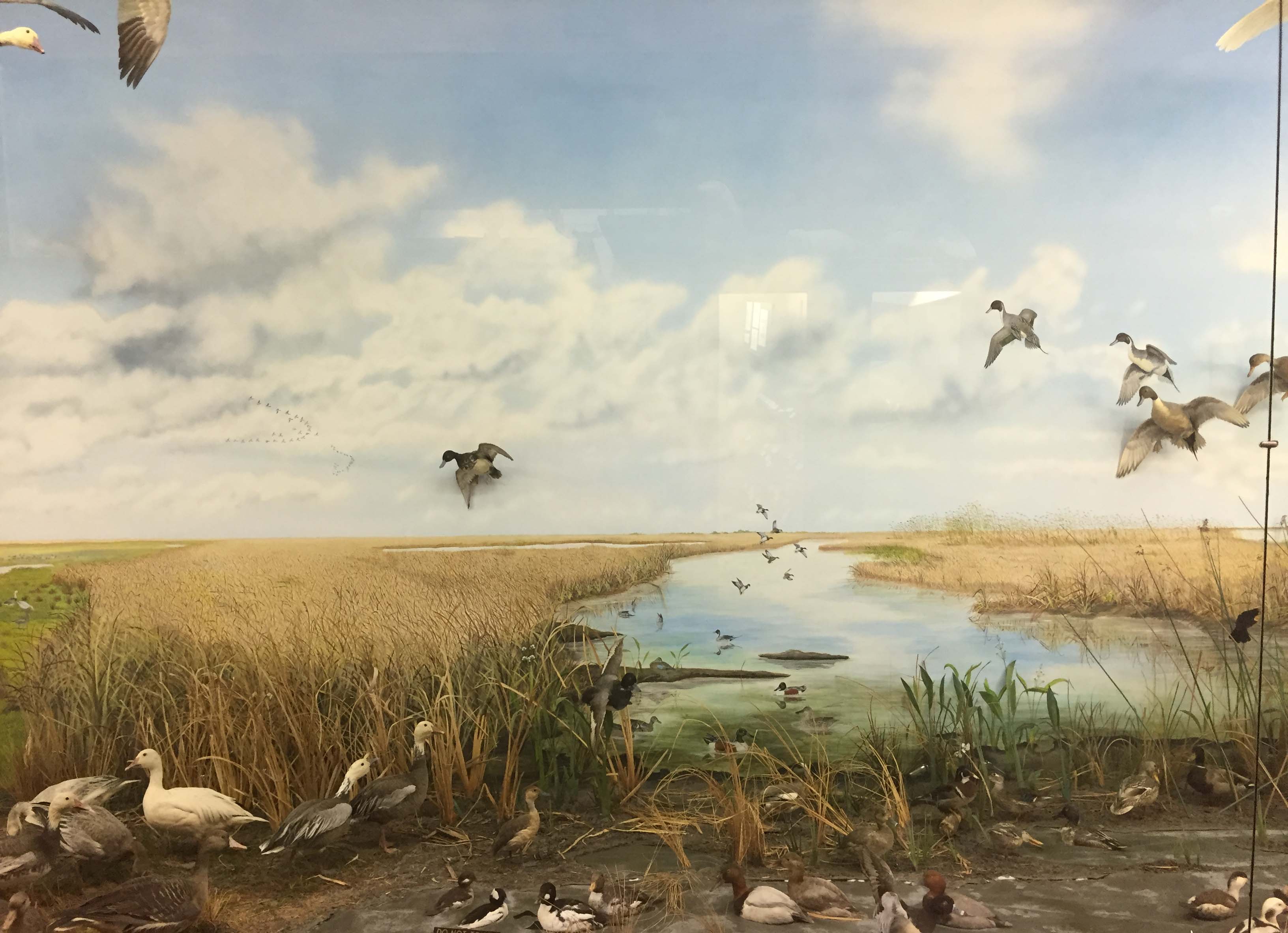 Waterfowl in a marsh