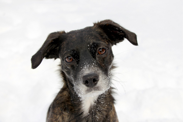 dog in snow